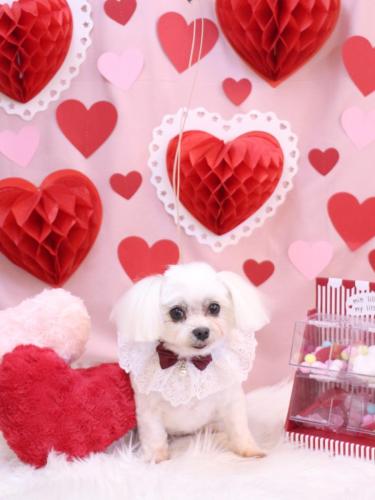 20240228サクラちゃん